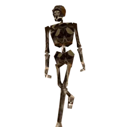 Skeleton